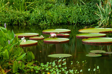 Fototapeta na wymiar Giant Amazon Water Lily Pond