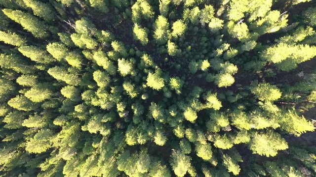 Aerial drone shot flying over pine tree forest with road curving through hairpin turns