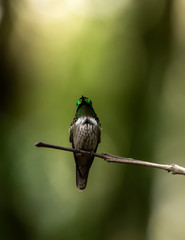 Hummingbird