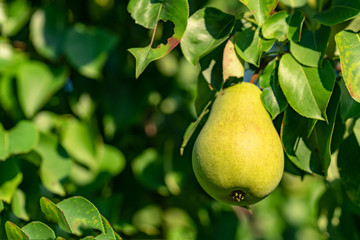 ripe pears on the branches of a tree in the garden among the leaves