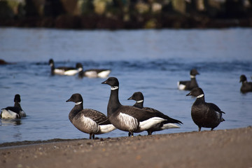 海で思い思いにくつろぐコクガン