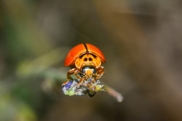 macro orange ladybug on top grass flowers