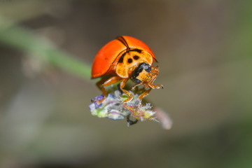 macro orange ladybug on top grass flowers