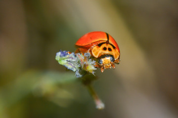 macro orange ladybug on top grass flowers