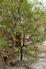 Tree branches against the background wall of an old, ancient fortress.
