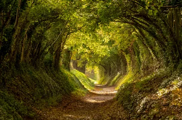 Gordijnen Halnaker-boomtunnel in West Sussex, VK met zonlicht dat naar binnen schijnt. Dit is een oude weg die de route van Stane Street volgt, de oude weg van Londen naar Chichester. © Lois GoBe