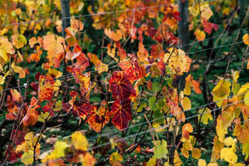  View of the vineyard of Champagne during autumn in the countryside of Reims in France