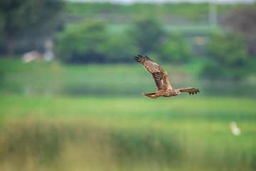 Eastern Marsh Harrier in Mai Po Nature Reserve, Hong Kong (Formal Name: Circus spilonotus)