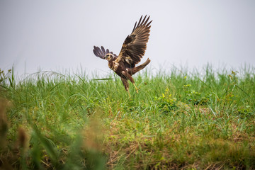 Eastern Marsh Harrier in Mai Po Nature Reserve, Hong Kong (Formal Name: Circus spilonotus)