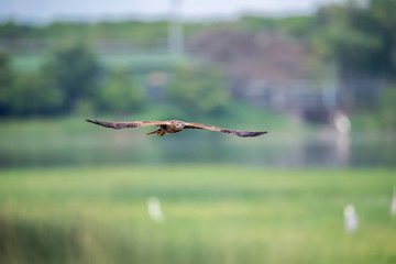 Eastern Marsh Harrier in Mai Po Nature Reserve, Hong Kong (Formal Name: Circus spilonotus)
