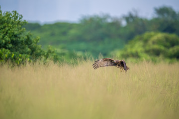 Eastern Marsh Harrier in Mai Po Nature Reserve, Hong Kong (Formal Name: Circus spilonotus)