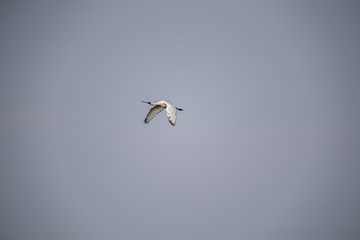 Black-faced Spoonbill With Antenna in Mai Po Nature Reserve, Hong Kong (Formal Name: Platalea minor)
