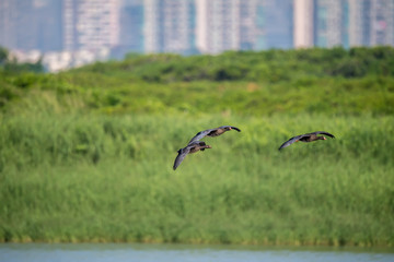 Greater White fronted Goose in Mai Po Nature Reserve, Hong Kong (Formal Name: Anser albifrons)