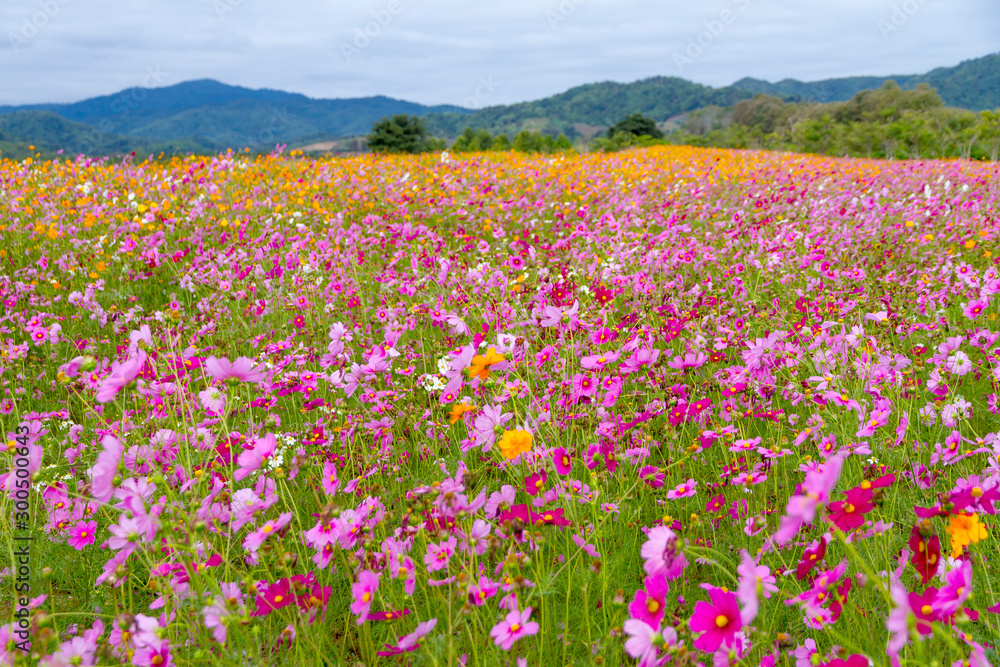 Wall mural cosmos flower blooming with pink and yellow