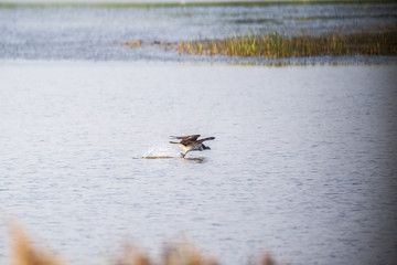 Osprey in Mai Po Nature Reserve, Hong Kong (Formal Name: Pandion haliaetus)