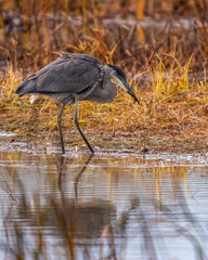 great blue heron in water