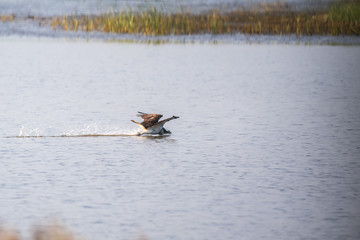 Osprey in Mai Po Nature Reserve, Hong Kong (Formal Name: Pandion haliaetus)