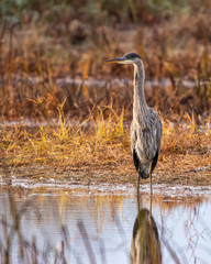 great blue heron
