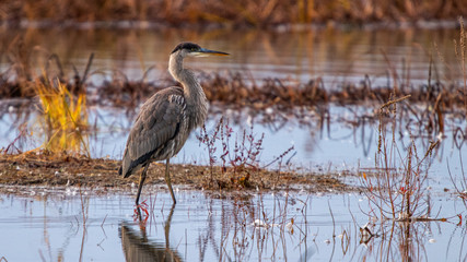great blue heron in the water