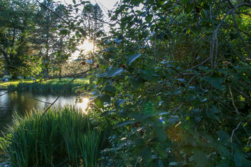 Sun over Water in the Woods