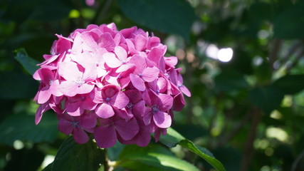 pink hydrangea flower in garden field