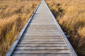 道の果てへ　The end of the wooden path