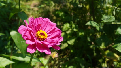 zinnia flower in garden field	