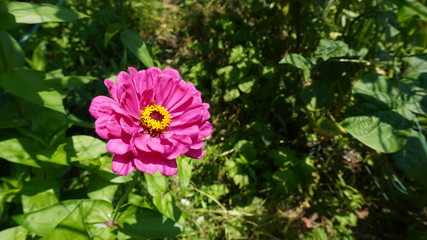 zinnia flower in garden field	