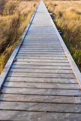 道の果てへ　The end of the wooden path