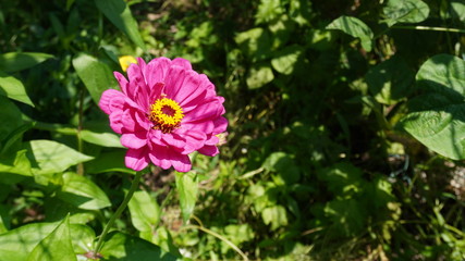 zinnia flower in garden field	