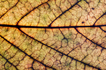 Red, orange and yellow autumn dry leaf background. Natural closeup macro veins texture.