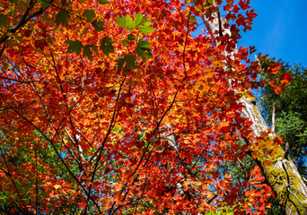 Vibrant autumn colors, Ontario, Canada