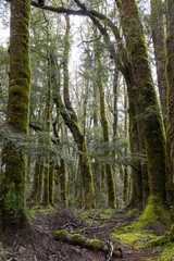 Dense green moss on trees in Forest