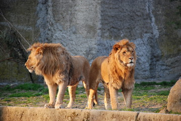 Lwy w Zoo © Dariusz