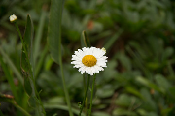 daisy in green grass