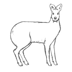 Hand Drawn Musk Deer Sketch on white. Vector