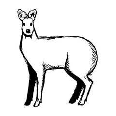 Hand Drawn Musk Deer Sketch on white. Vector