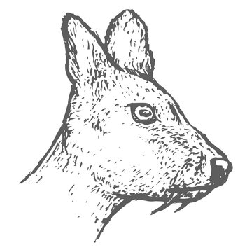 Hand Drawn Musk Deer Head Sketch. Vector