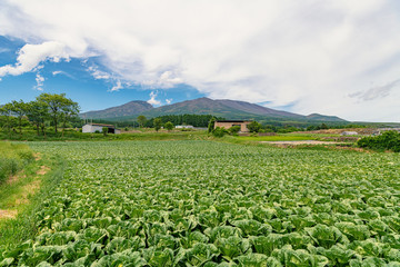 キャベツ畑と浅間山