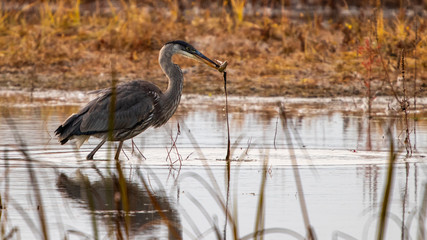 great blue heron