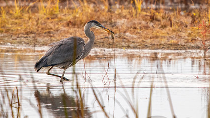 great blue heron