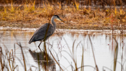 great blue heron