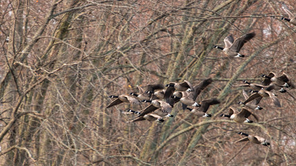 canada geese in flight