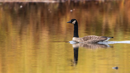 canadian goose in water