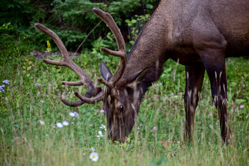 Wild Elk Canada