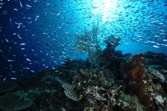 diver, fiah and coral reef