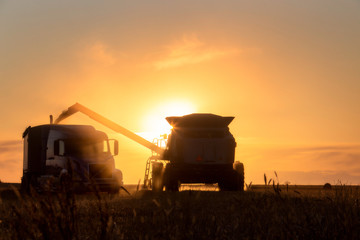 Fototapeta premium Harvest Sunset Canada