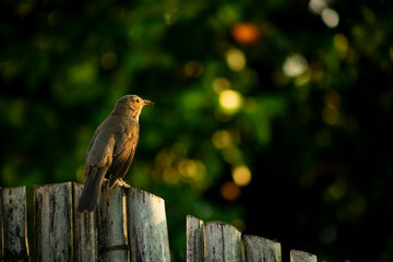 bird on garden