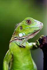 green iguana on the branch