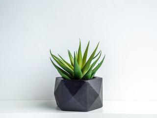 Modern black geometric concrete planter with green succulent plant. Beautiful painted concrete pot.